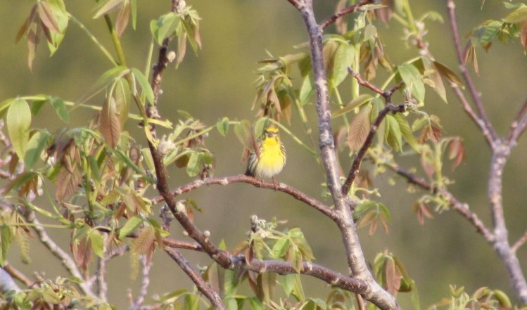 Zigolo giallo femmina?  No, Verzellino